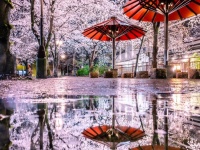 現実味がないほど美しい...　雨に濡れた地面に咲き誇る「京都の夜桜」に感嘆の声