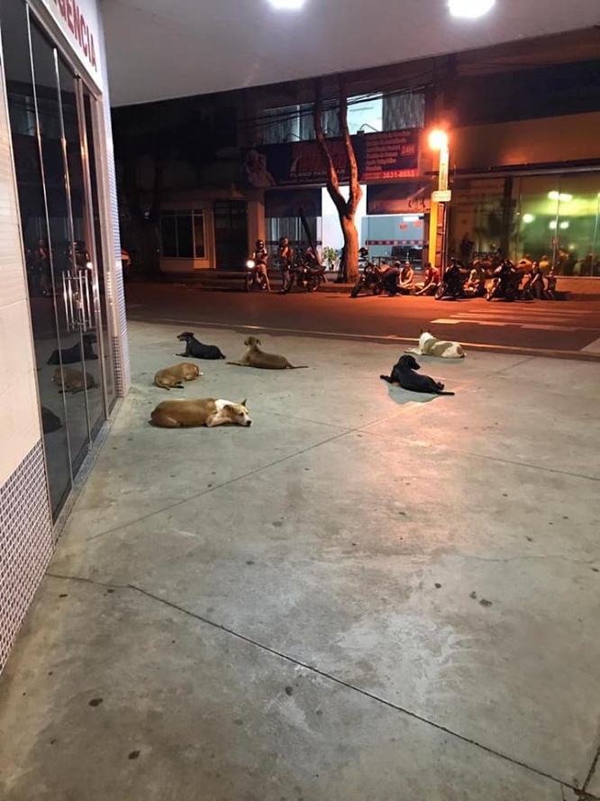 病院の前で待つ犬