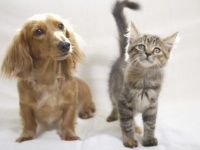 「猫系男子」VS「犬系男子」、女性が付き合いたいのはどっち？