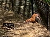 「すぐそっちに行くからちょっと待って！」愛犬、鉄製のフェンスをものともせず友だちのもとへ行く