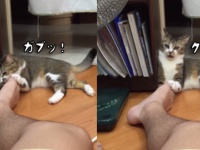 クサッ！飼い主の足が臭すぎてフレーメン反応を越えた猫、変なスイッチが入った結果・・・