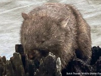 ウォンバットが池の真ん中の切り株で立ち往生。無事救出される