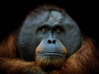 野生のオランウータンが薬草を使って傷を治療する様子が世界で初めて観察される