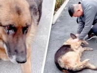 引退した警察犬がハンドラーとの再会に全身で喜びを表す。嬉し涙も？