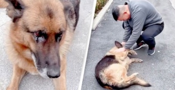 引退した警察犬がハンドラーとの再会に全身で喜びを表す。嬉し涙も？