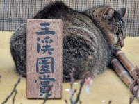 「梅に鶯」ならぬ、猫ちゃん！ 風流すぎる「飛び込み」に最優秀賞を差し上げたい