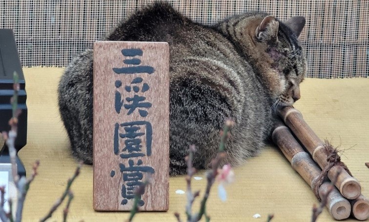 「梅に鶯」ならぬ、猫ちゃん！ 風流すぎる「飛び込み」に最優秀賞を差し上げたい