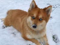 狐なの？犬なの？どっちでもかわいいしかない。ハスキーとポメラニアンの交配種、ポンスキーが再び話題に