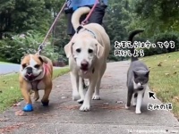 近所の猫が2匹の犬のボディーガードを買って出た。散歩には常に同行