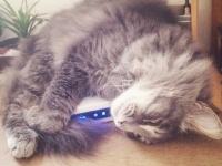 天使と悪魔を行ったり来たり。謎めいた猫の19の行動