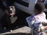 野良犬のピットブル、迷子の子供を発見し自らボディーガード役となり親と再会するまで守り抜く（アメリカ）