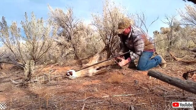 mountainlions5_640
