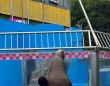 水族館で「ラブラブカップル」がデートしてると思ったら...　まさかの〝正体〟に2.7万人騒然