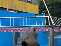 水族館で「ラブラブカップル」がデートしてると思ったら...　まさかの〝正体〟に2.7万人騒然