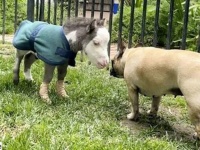 安楽死寸前だった世界最小の馬が犬の友達を得て幸せに暮らすまでの物語