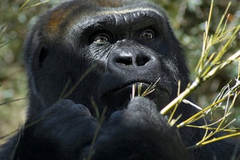 画像はイメージです（nailbenderさん撮影、Flickrより）