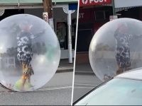 確かに隔離されてる感はあるけども！ウォーターバルーンでコロナ対策、街中を移動する男性（オーストラリア＆イギリス）