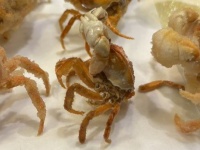 「こわい」「今にも動きそう」　福井の居酒屋で出てきた「カニの唐揚げ」に3.7万人驚がく