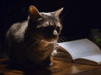 通い慣れた本屋にいた1匹の猫...お店にいた猫と顧客の心温まる物語が共有される