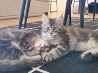 誰も遊んでくれニャいの…。メインクーンの子猫、周り中がお昼寝モードの中で退屈そう