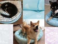 （画像は公式サイトより）