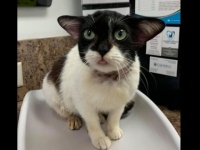 ヨーダ？トビー？それともギズモ？ 耳の位置が絶妙のキュートな保護猫にネットユーザー釘付け（アメリカ）