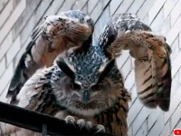 あれから1年、動物園を脱走したフクロウは本物のニューヨーカーとなる。フラコ1年間の軌跡