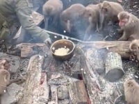 猿の群れの真ん中で、ポップコーンを作ったらどうなる？　楽しそうすぎる〝パーティー〟に3.6万人破顔