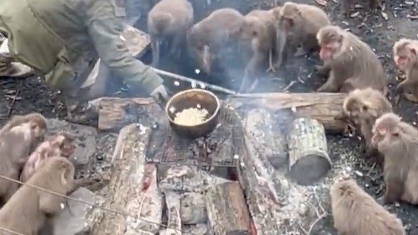 猿の群れの真ん中で、ポップコーンを作ったらどうなる？　楽しそうすぎる〝パーティー〟に3.6万人破顔