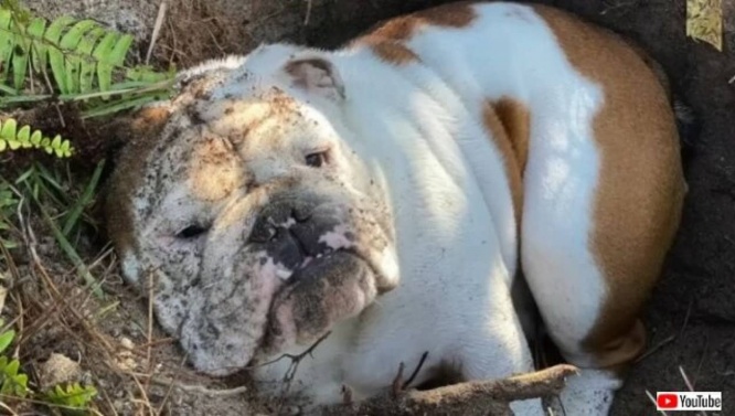 「穴があったら埋まりたい…！」穴大好きなブルドッグ、ひたすら誰かに掘ってもらった穴に入り込む