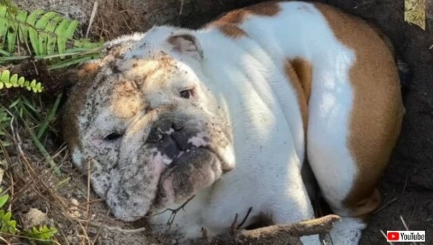 「穴があったら埋まりたい…！」穴大好きなブルドッグ、ひたすら誰かに掘ってもらった穴に入り込む