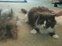 抜け殻じゃないよ、分身だよ。抜け落ちた毛でダミーが完成したっぽい犬と猫