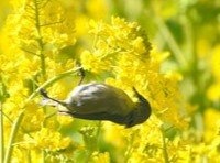 食事中、どんどん〝大変なこと〟になってくメジロに9.8万人釘付け　「いまこれでしか癒されない」