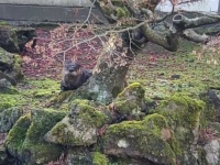 10匹のコイを殺傷したカワウソ容疑者、現在も逃走を続けており厳戒態勢がしかれている模様(カナダ)