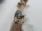 コーギートレインがゆく！　雪を進む５連隊が思ったより速い