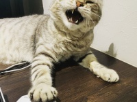 ネット上のデータベースが削除され、猫の鳴き声に書き換えられる謎の「ニャー攻撃」が多発。被害総数は4000件以上