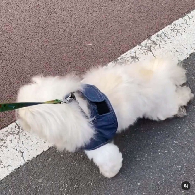工藤静香 犬 の散歩
