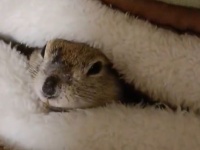 「シャッターガラガラ！」「閉店でーす」　あまりにもクセになる〝リスの仕草〟に4.5万人夢中