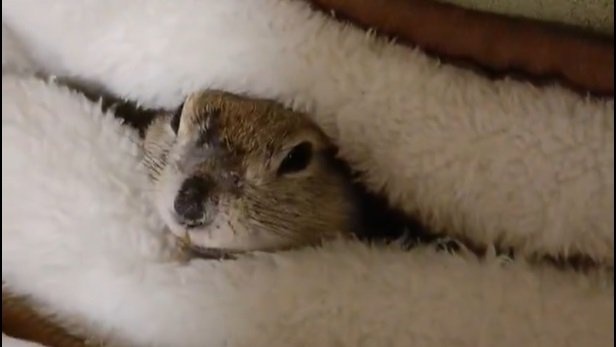 「シャッターガラガラ！」「閉店でーす」　あまりにもクセになる〝リスの仕草〟に4.5万人夢中