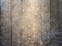 「こんなん美しすぎて一生見てられる」　北海道美瑛町のダイヤモンドダストに3.5万人感動