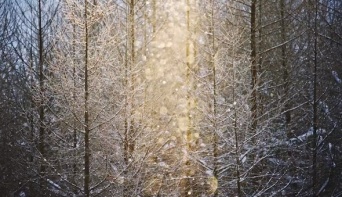 「こんなん美しすぎて一生見てられる」　北海道美瑛町のダイヤモンドダストに3.5万人感動