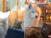 「どうかボクとお友だちになってください…！」猫が好き過ぎるサモエド犬、猫と暮らす夢が叶えられる