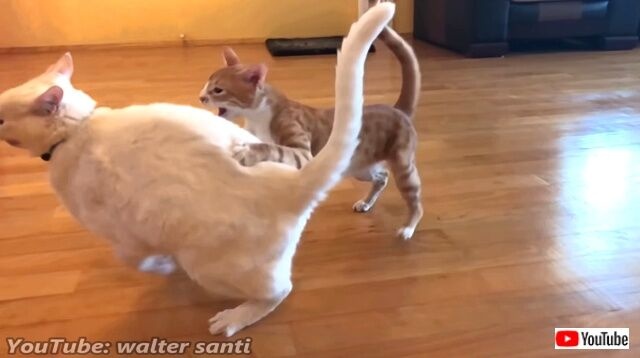 catndogncat3_640