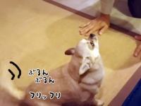 2か月間もいないから寂しすぎて・・・飼い主と再会を果たしたチワワ、過呼吸になるほどのうれしっぷり
