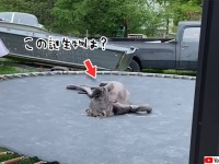 トランポリンの上に不気味な形状をした灰色の謎生物！その正体は？