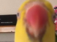 いないいないばあ！ワカケホンセイインコ最強のビデオボム