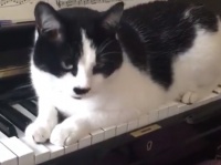 猫付きピアノ教室では、猫の「かまって攻撃」を避けながらピアノを弾くスキルが要求される（イギリス）