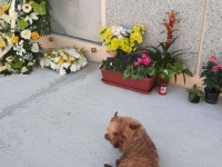 亡くなった飼い主のお墓を自力で探し出し、毎日お墓参りに行く犬（イタリア）