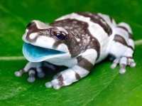 いやんかわいい！水色の唇と十字目、迷彩柄を持つアマゾンミルキーフロッグ（ジュウジメドクアマガエル）
