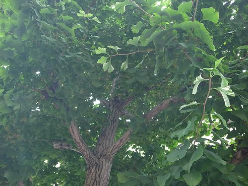 画像はイメージです（Toshiyuki IMAIさん撮影、Flickrより）